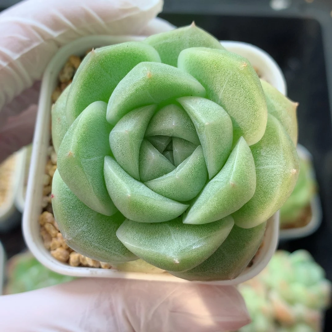 58包邮  群生不包整 29