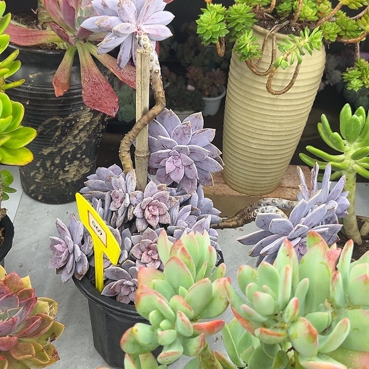 双***水完全开放风车多肉植物069