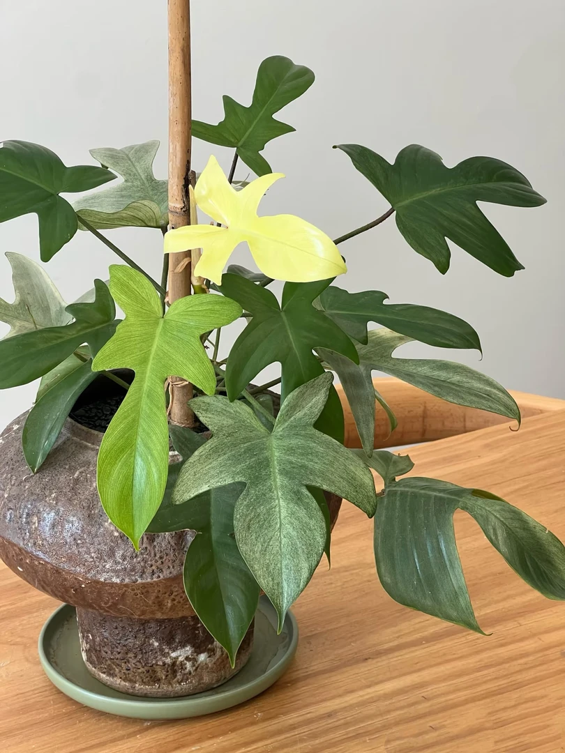 【幽灵飞机】室内观叶绿植盆栽耐看好养