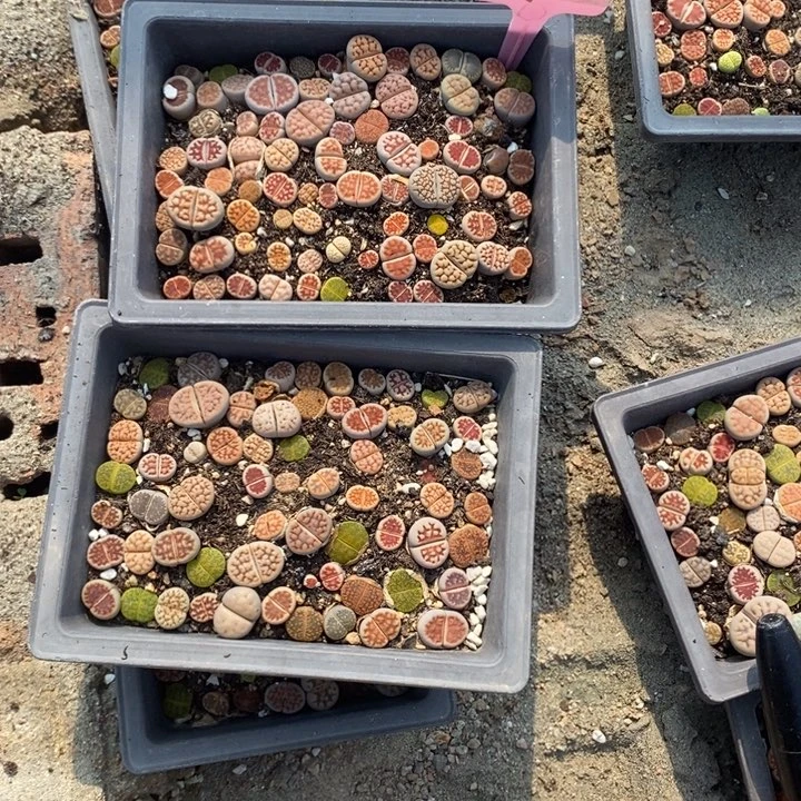 l****1生石花等植物235