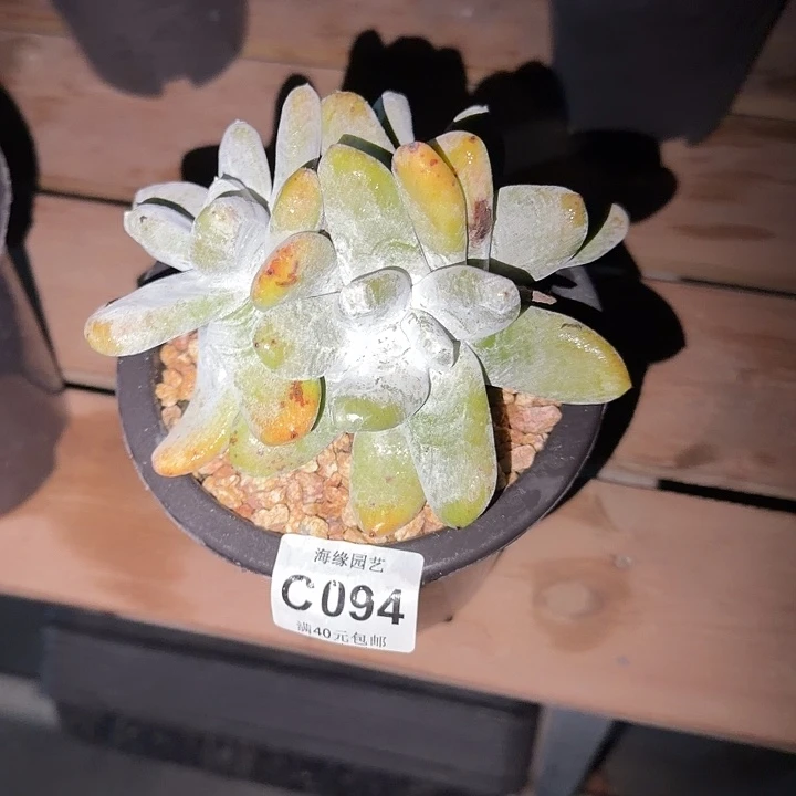 拇指仙女多肉植物
