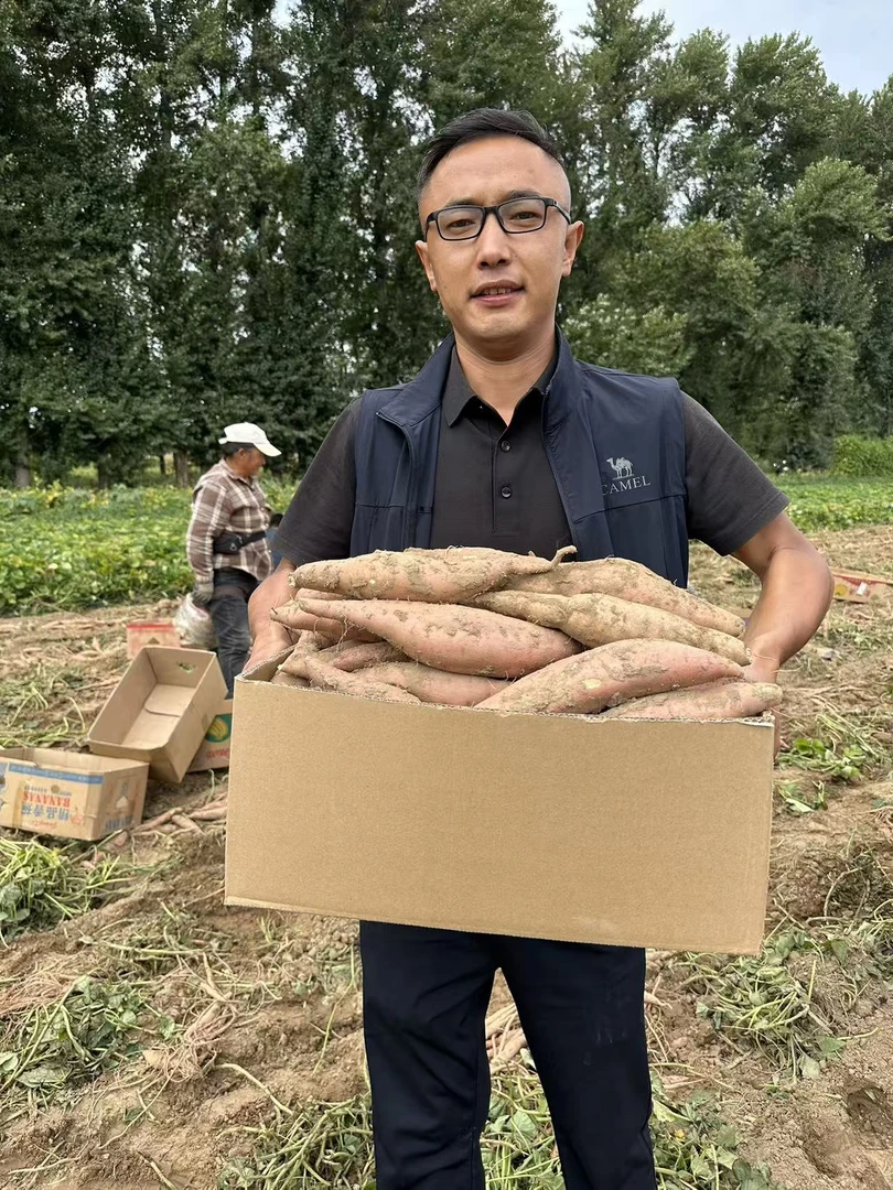 鱼河沙地红薯新鲜现挖现发