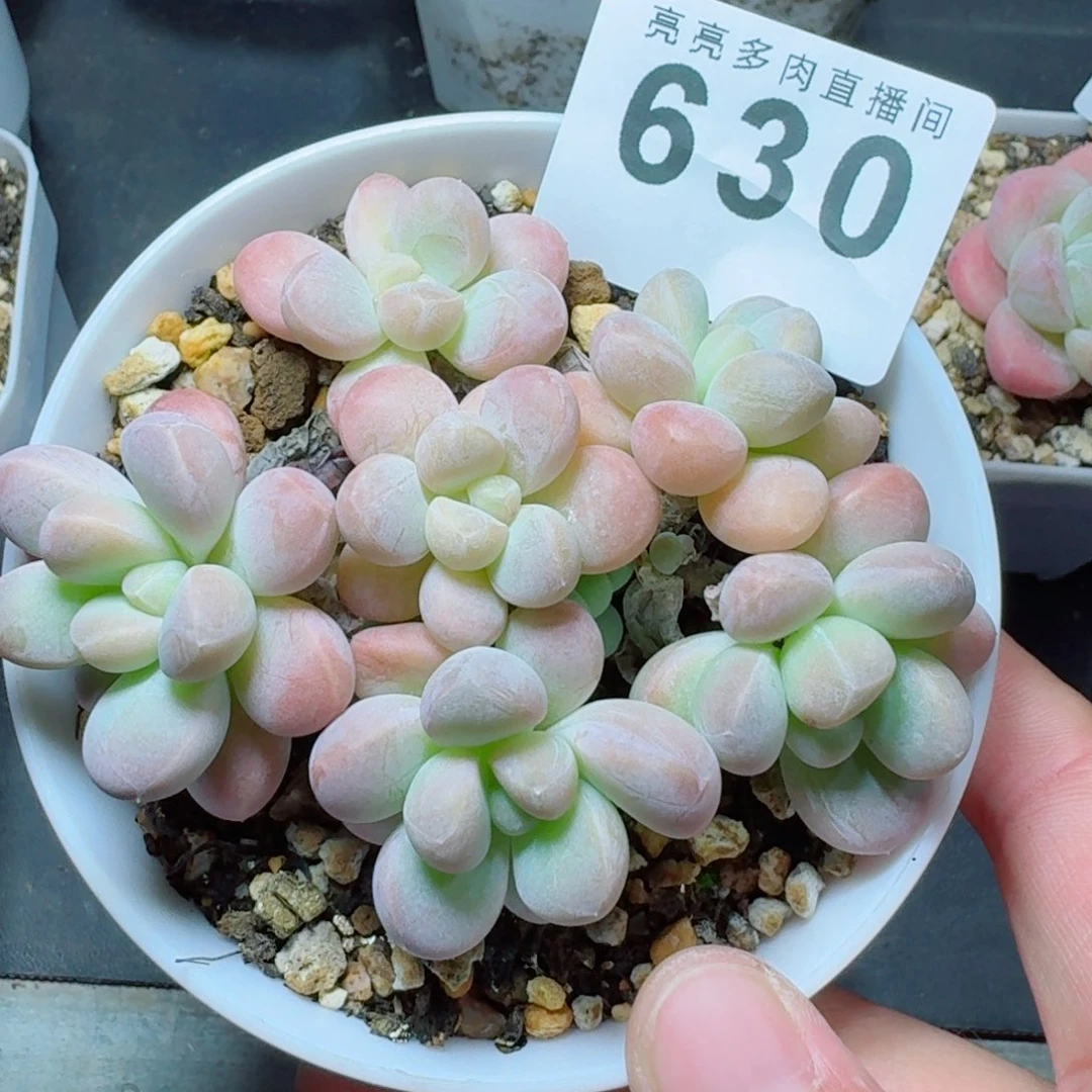 香玉            精美多肉植物