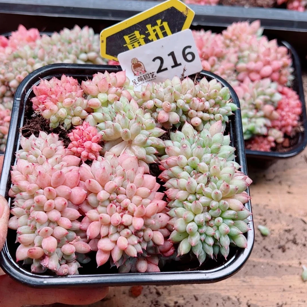 多肉植物多肉植物