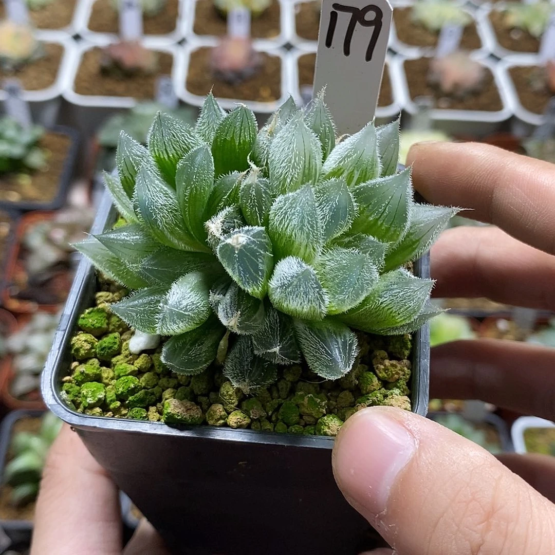 179 Gm292 哈哈哈哈哈