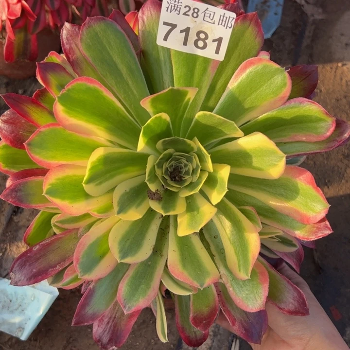 7181雨花石多肉植物