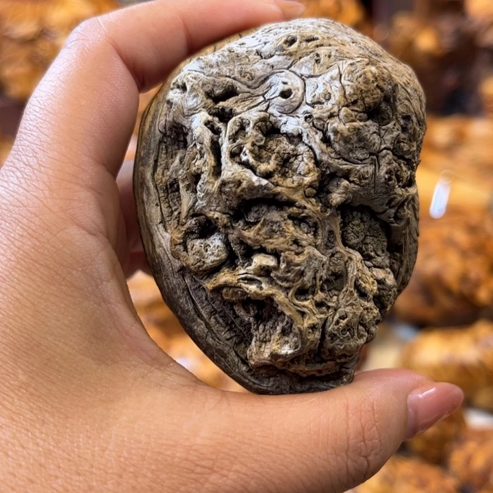 楨***。柏木太行崖柏陈化