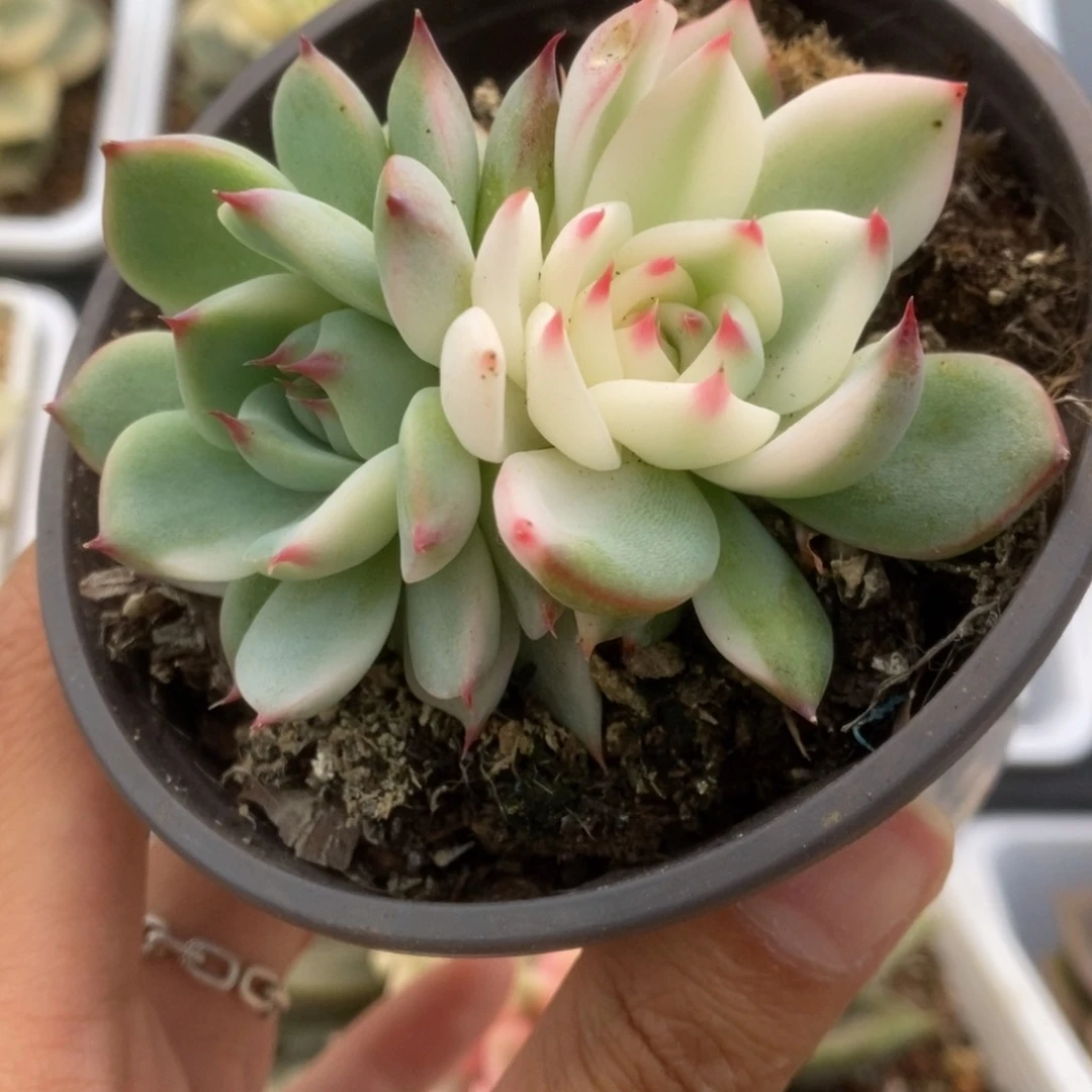 604锦锦锦锦锦锦锦锦