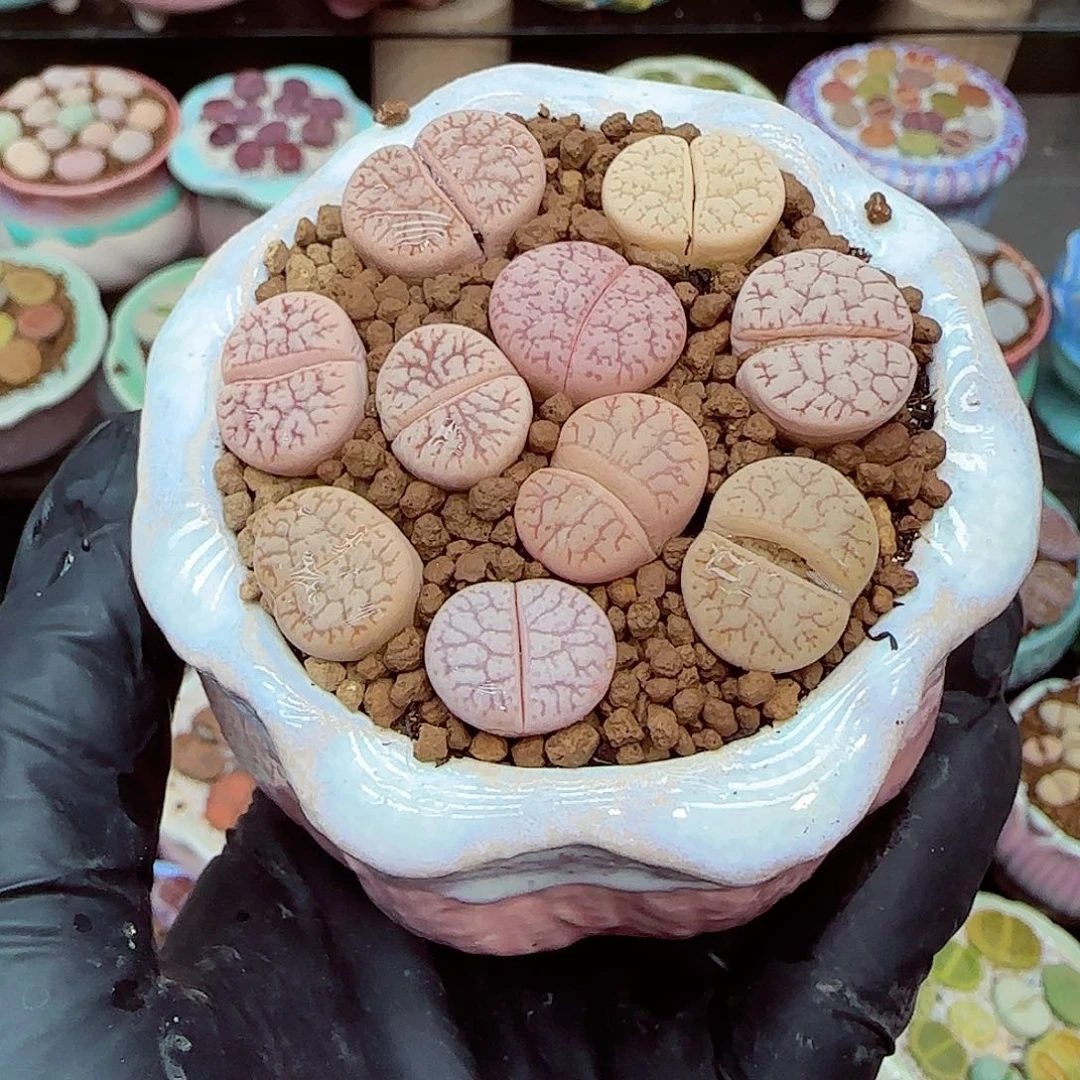 生石花满18包邮1229-93