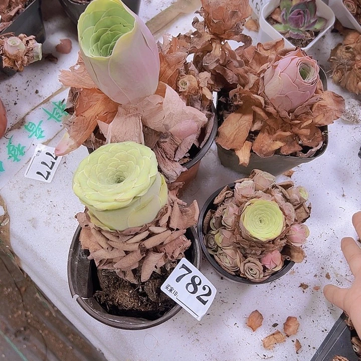 782一物一拍5个大玫瑰