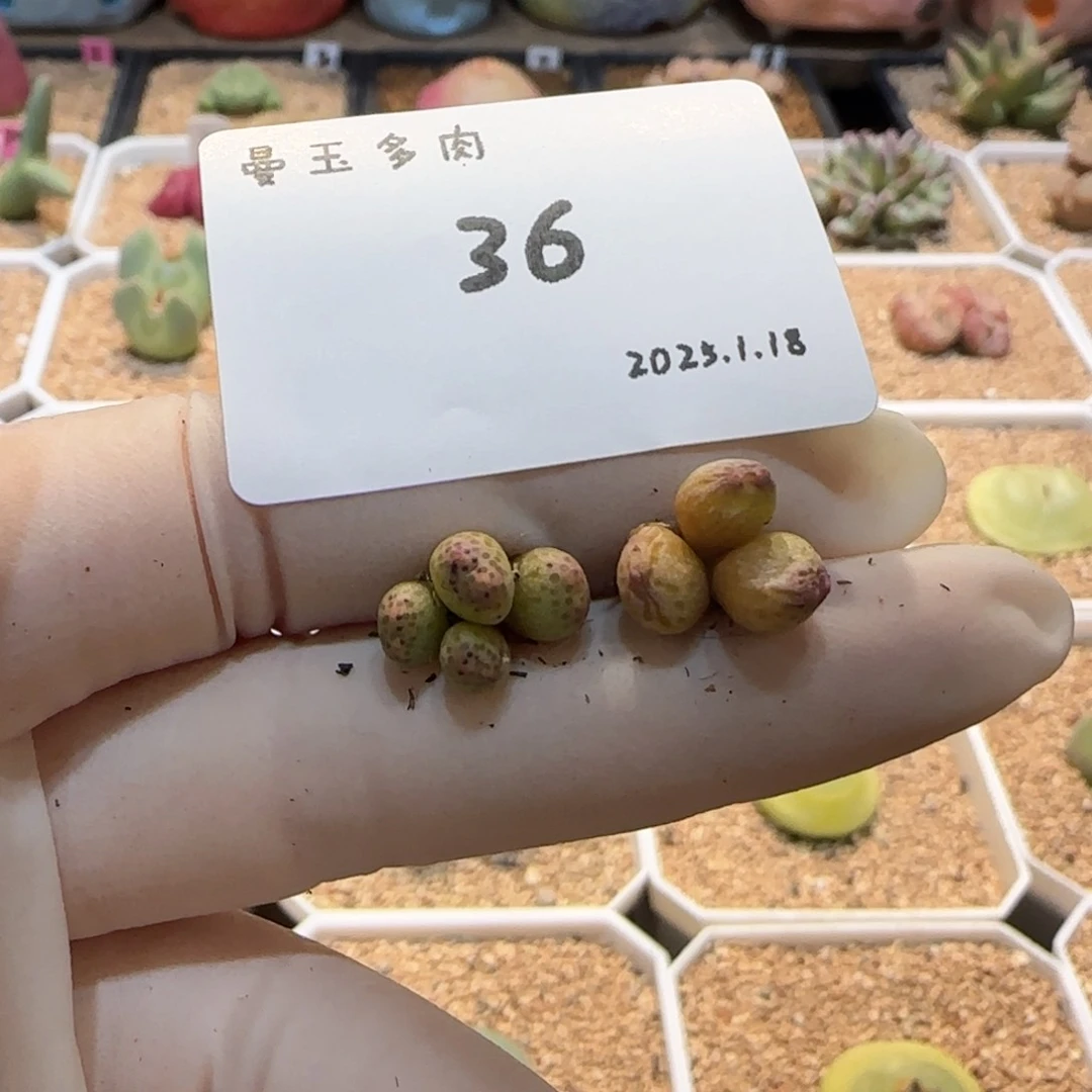 多肉多肉多肉1.18-036