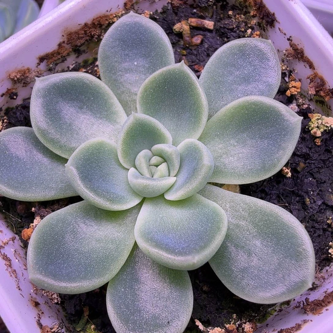 甜吖叶插苗一物一拍