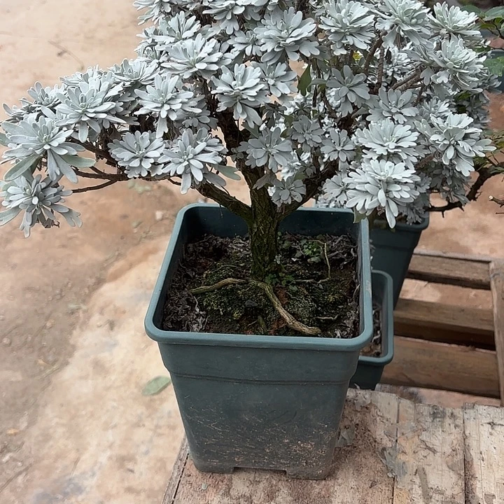 丫***张无花朵带土球发货