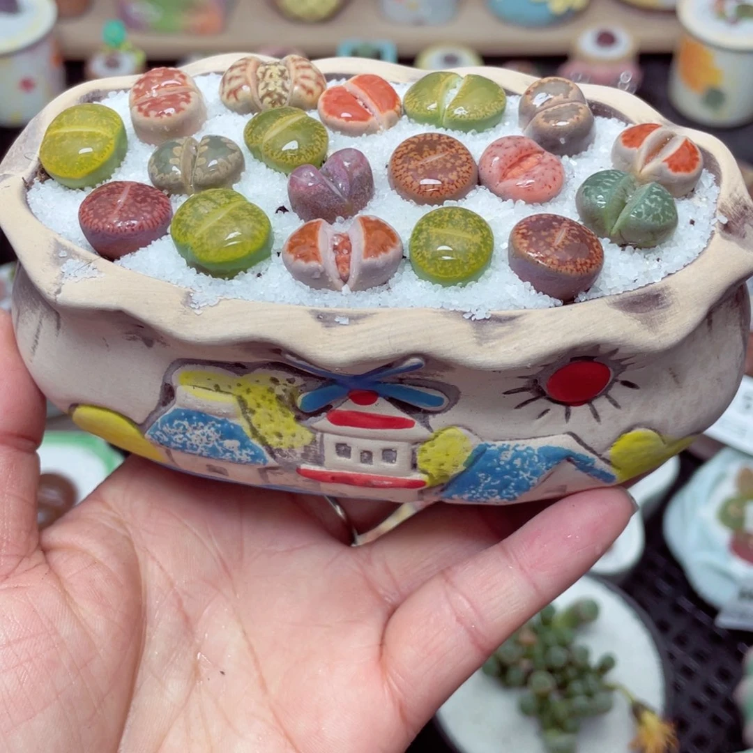 w1567 带盆土发货零下-地区拍保温箱