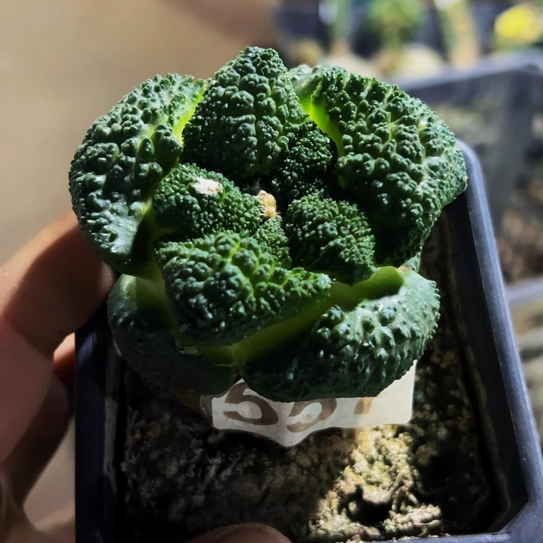 无花朵福利大尤哥斯拉牡丹557