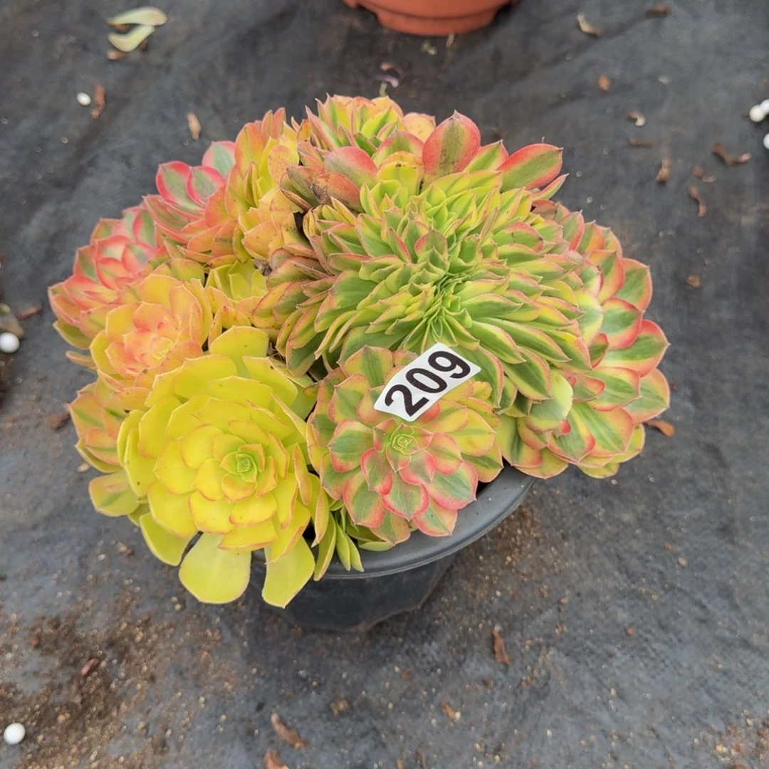 209多肉植物轮回缀特惠