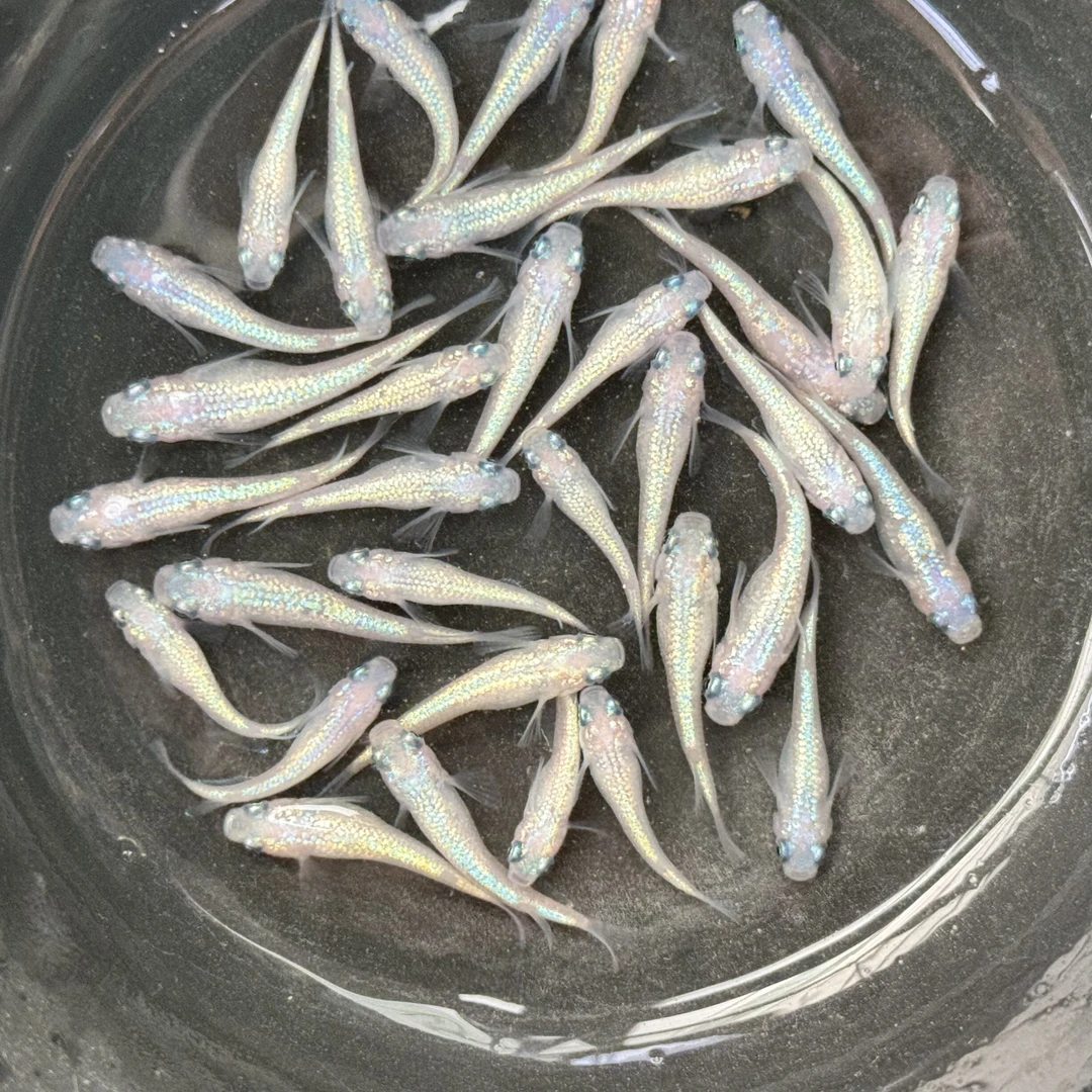 观背青鳉小型迷你观赏鱼耐养不打氧广温淡水鱼