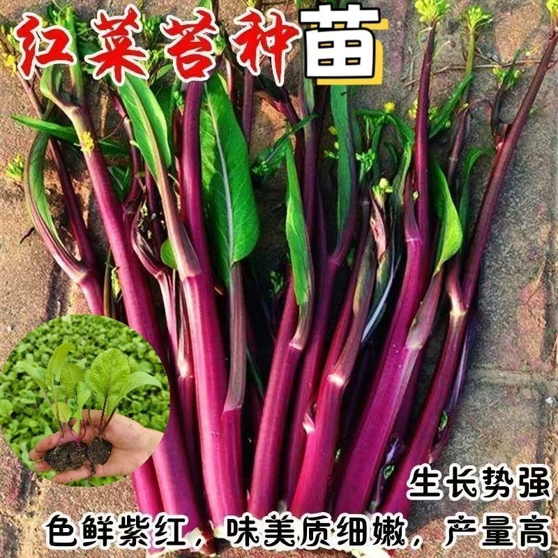 红菜苔苗秧苗多茬采摘高产老品种红菜苔苗秋冬菜苗庭院种植蔬菜苗