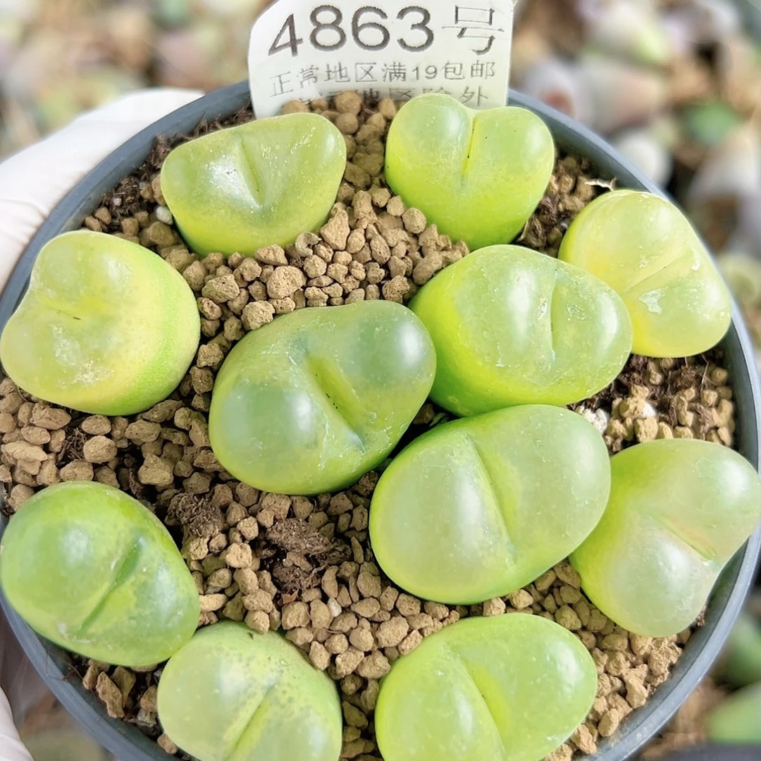 4863五年毛毛11个2-2.5cm脱土发