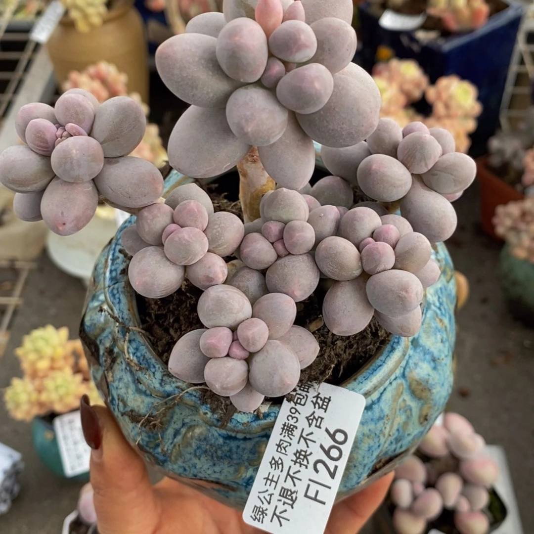 h***y香水手指266/10c m