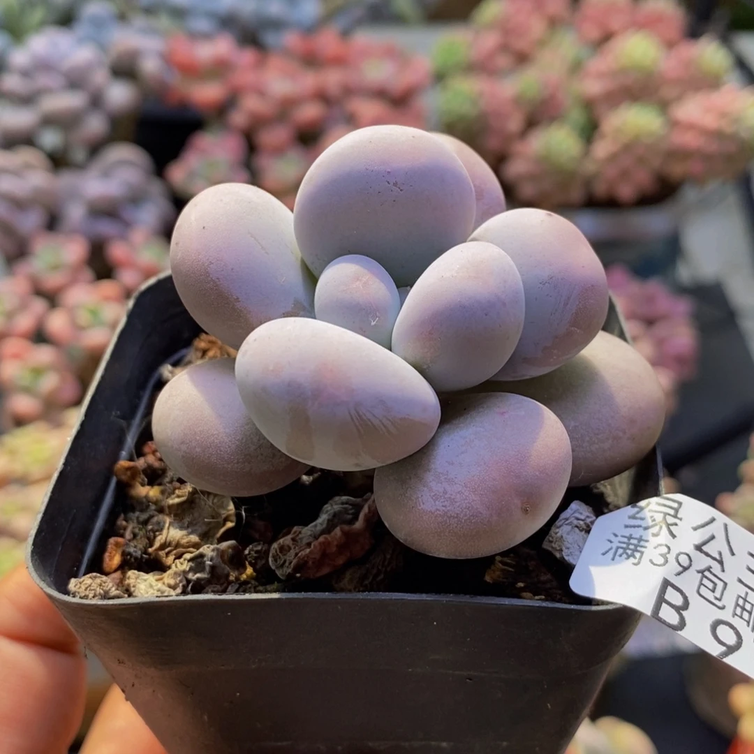 977芭比奶酪6cm多肉