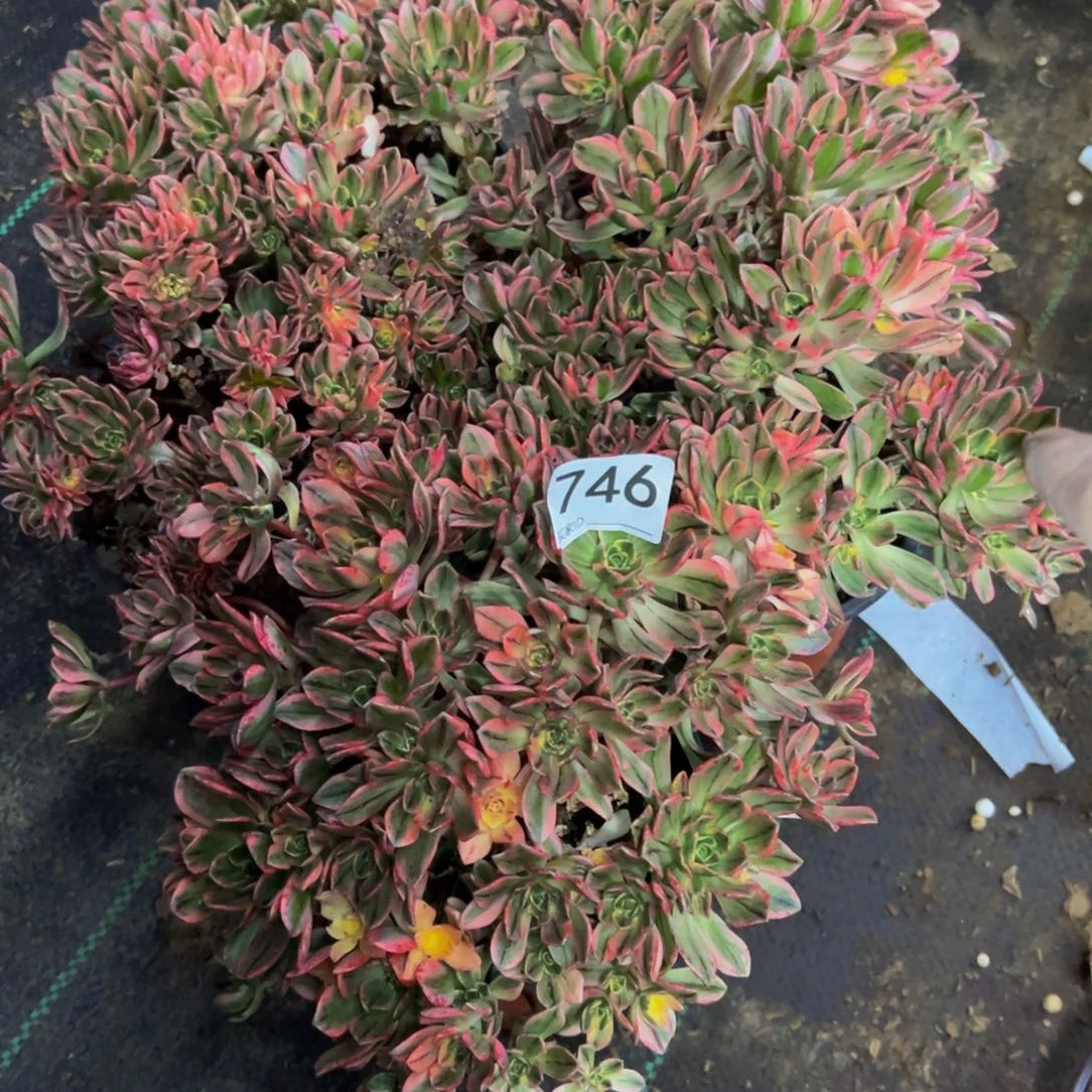 746甜茶多肉植物
