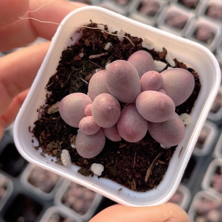 一物一拍糖果美人双头