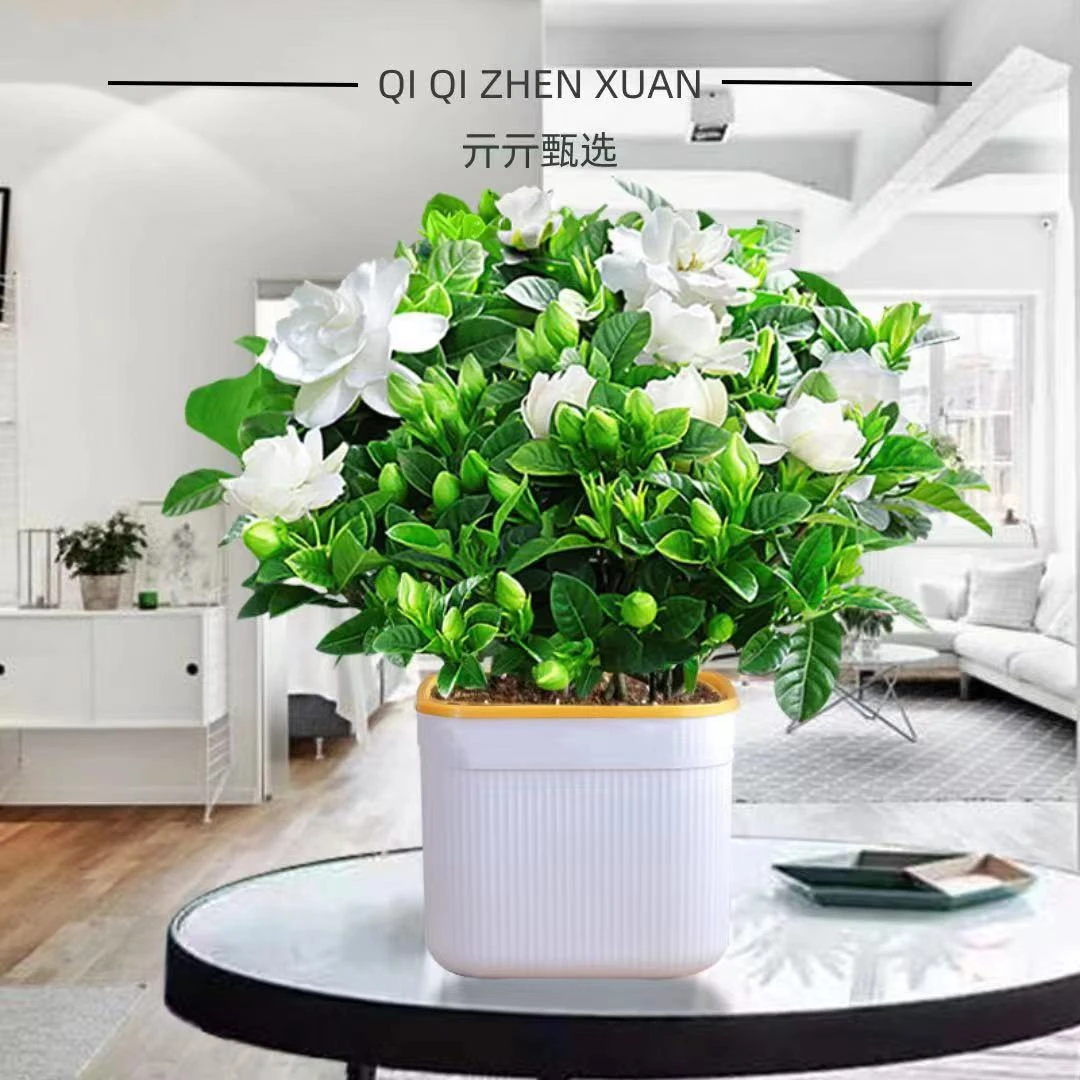 栀子花盆栽花卉植物室内四季开花绿植水培浓香好养活