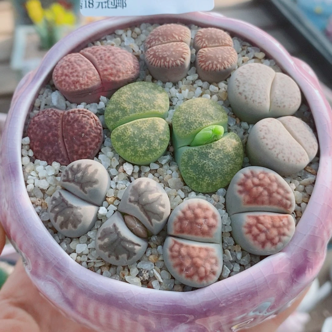 生石花花花花花花花600