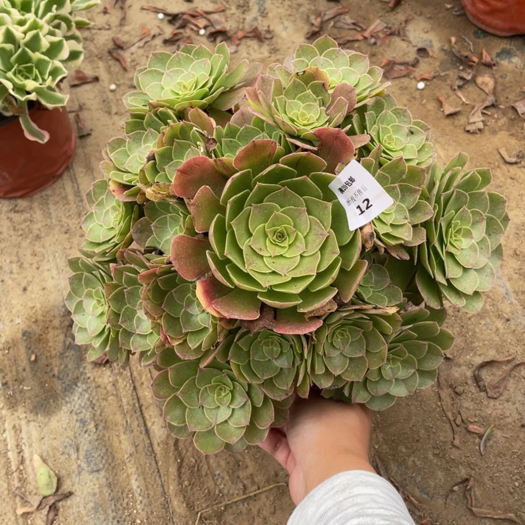 12万法师多肉断枝不包