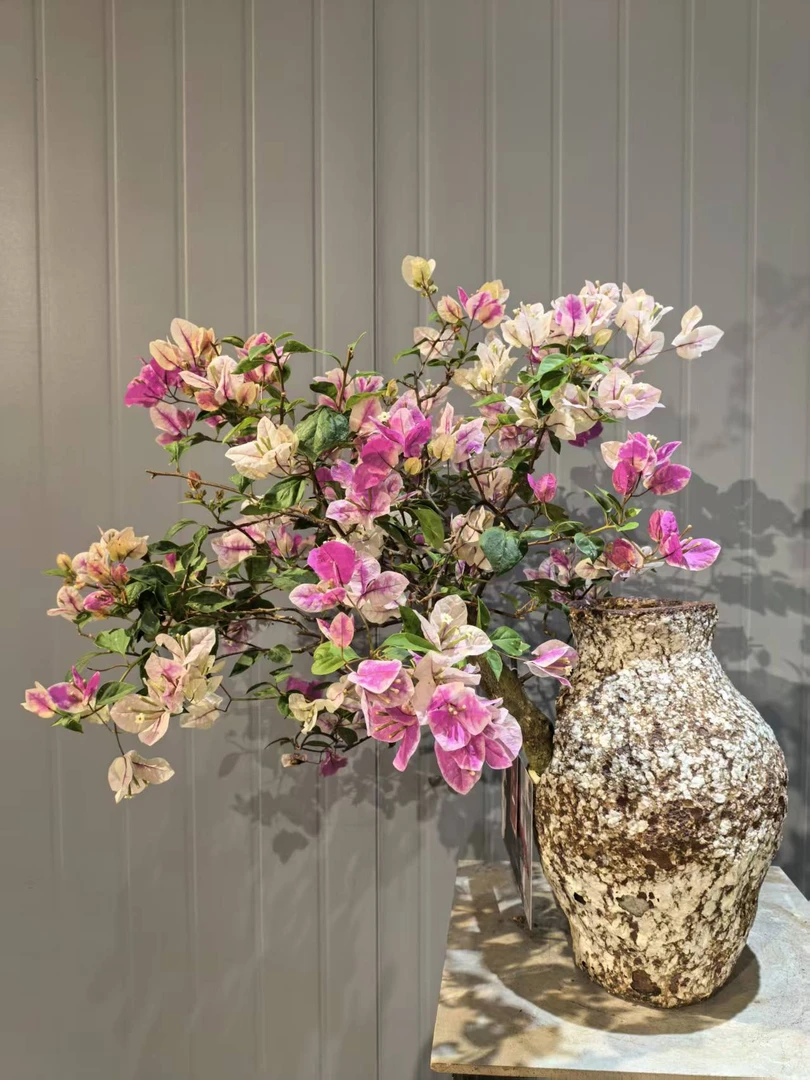 【艺景园花花公子】临水漳红樱三角梅原生老桩盆景侧飘好养