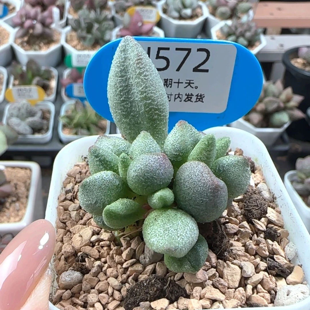 572。      大红嘴。