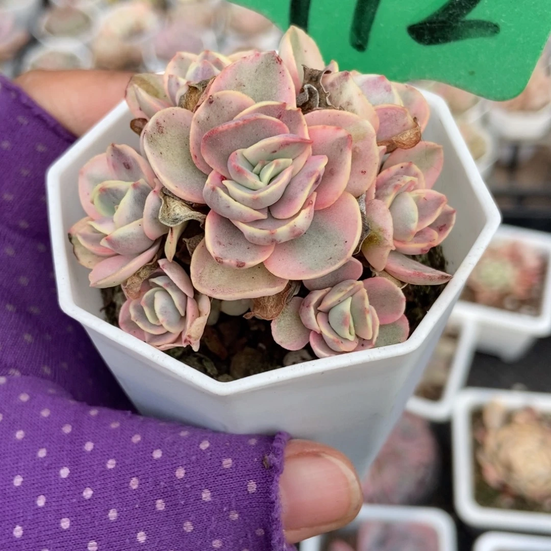 972秀妍锦多肉植物多肉