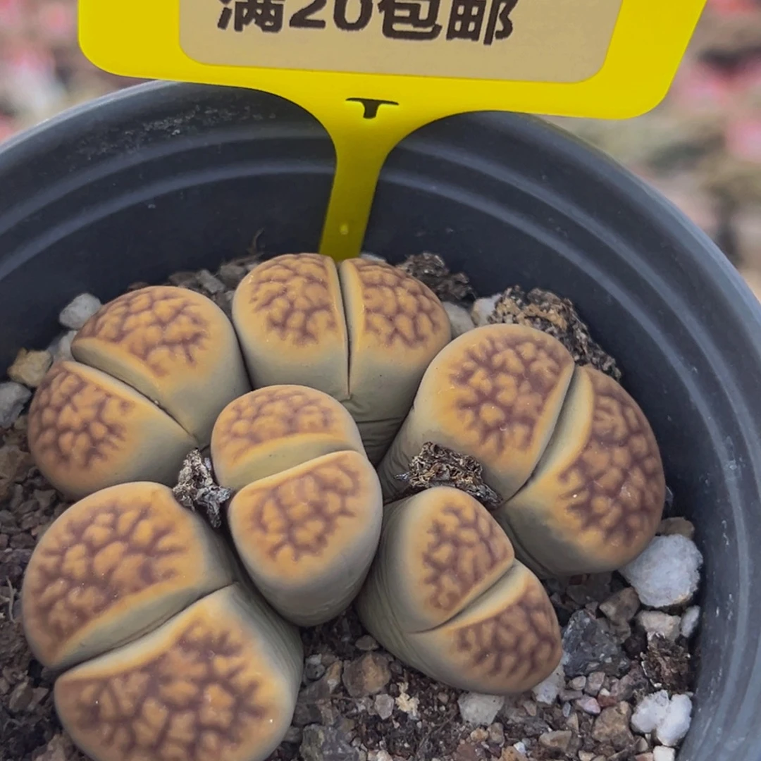 209 生石花大群生大群生