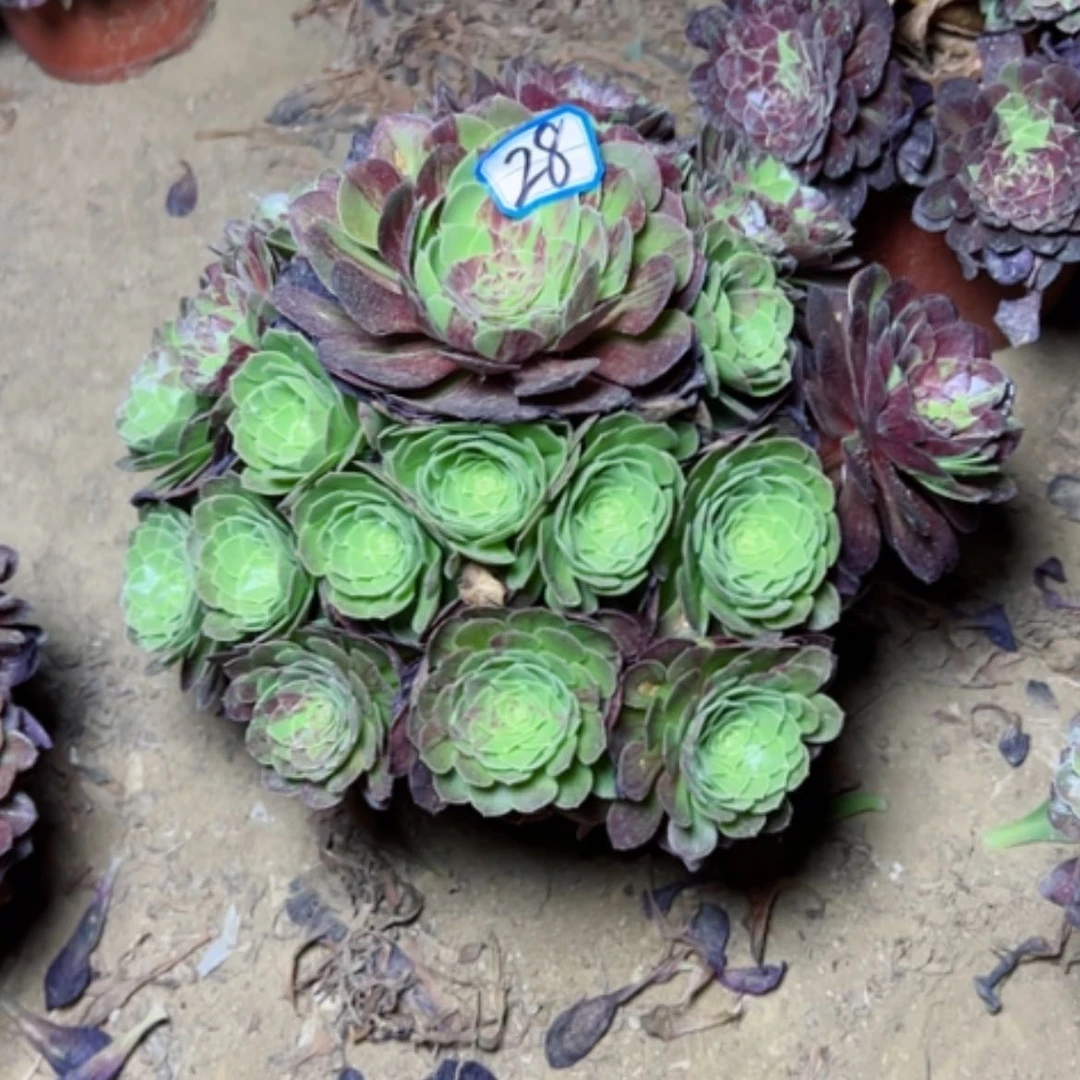 【闪购商品】多肉植物花月夜28