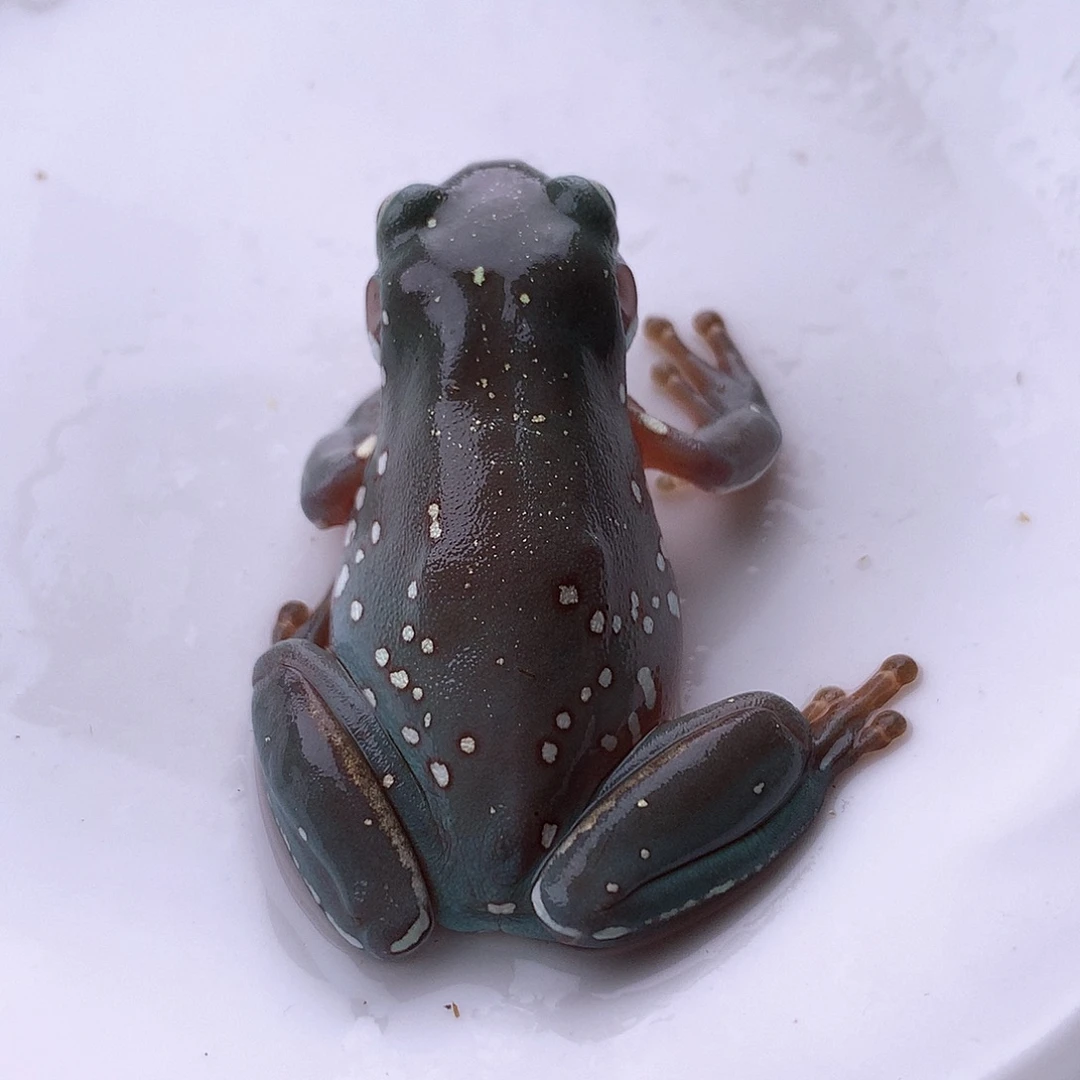 老爷树蛙1号精品超蓝大雪花！推荐精品