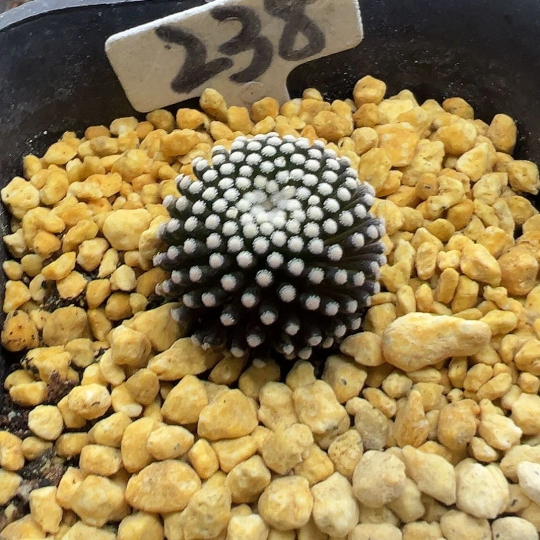 238松针牡丹实生KKK