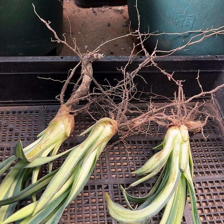 无花朵多肉植物龙佩兰道剑麻