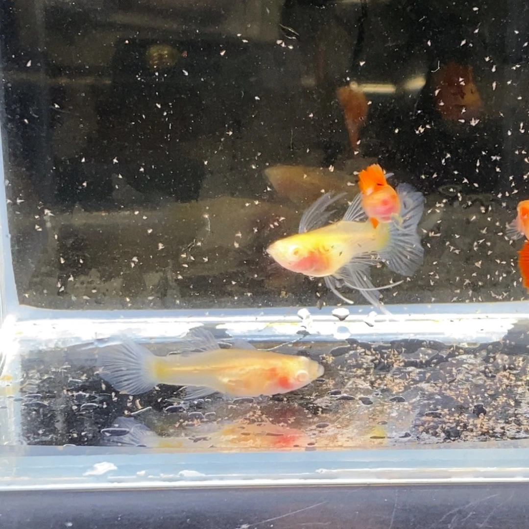 孔雀鱼红宝石玻璃猫c一对普通体一对