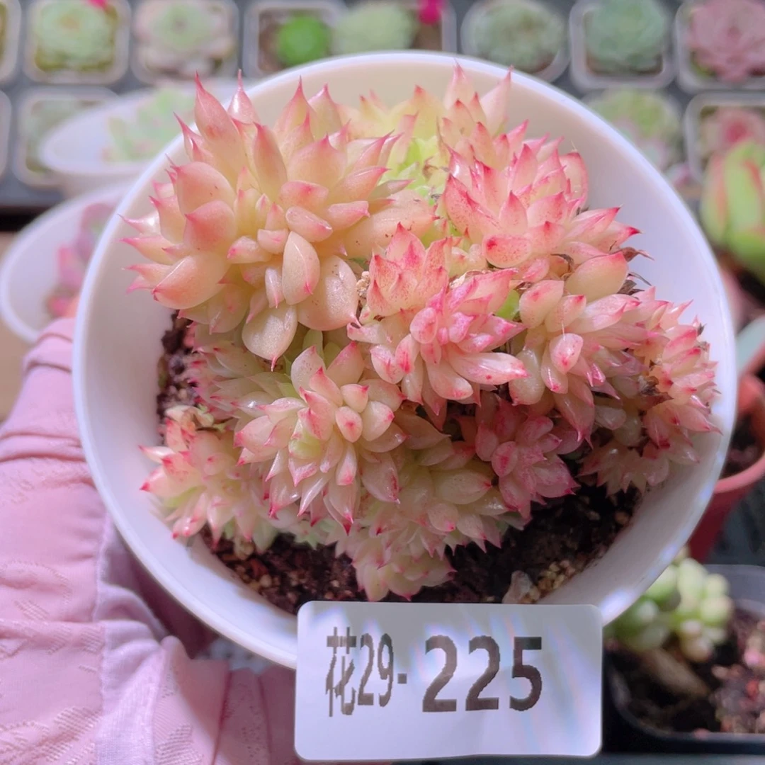 花利美29-225麦秆