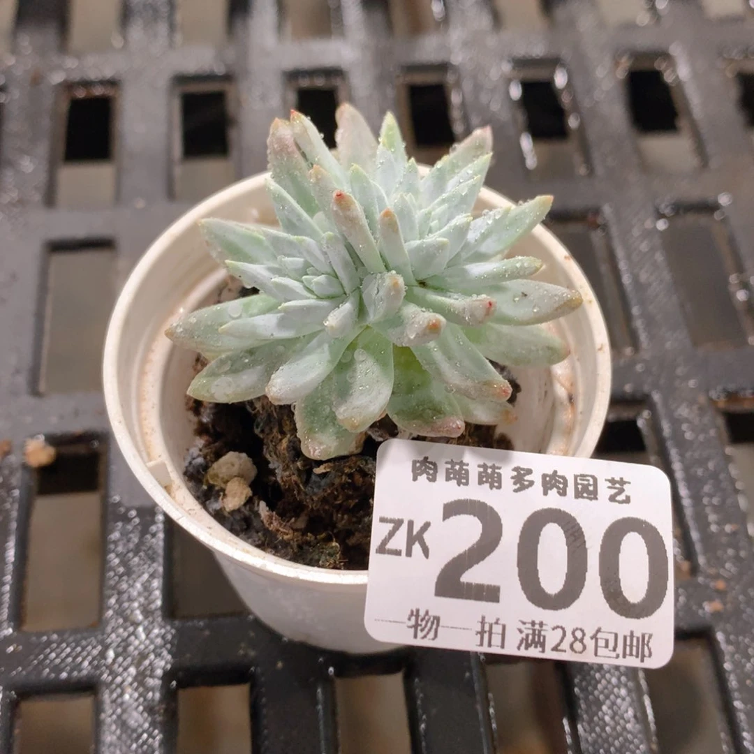 肉萌萌拇指盆精控多肉ZK200