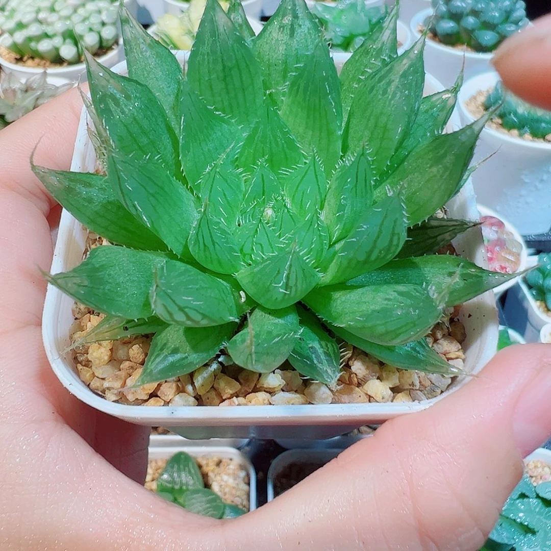 水晶掌玉露多肉多肉