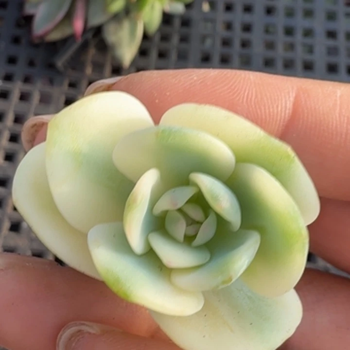 白月光锦一份花剑