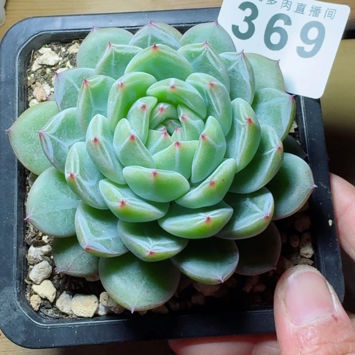 雪花珍妮         精控精养多肉植物