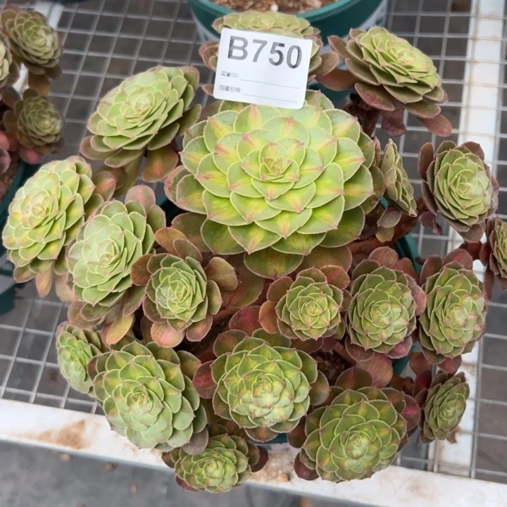 750抹茶25厘米左右