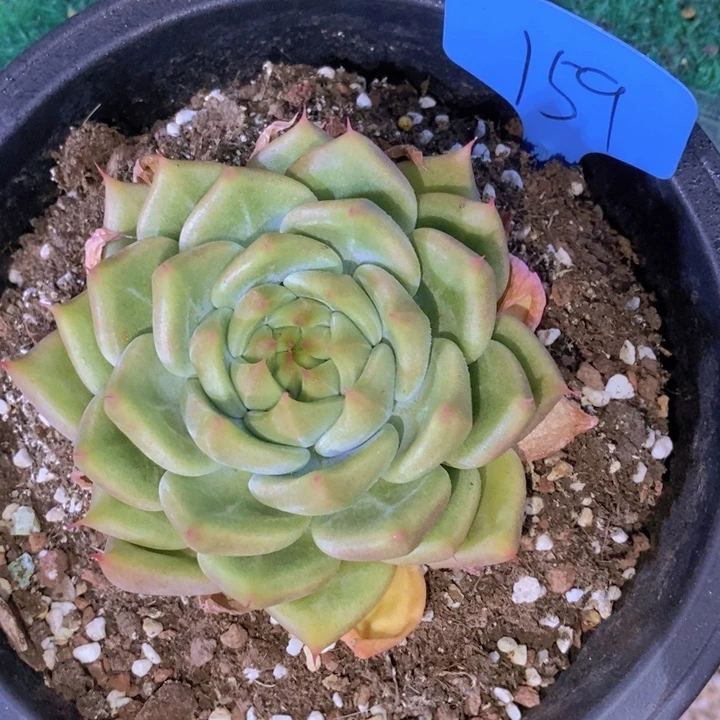 你说是谁在的呀怎么