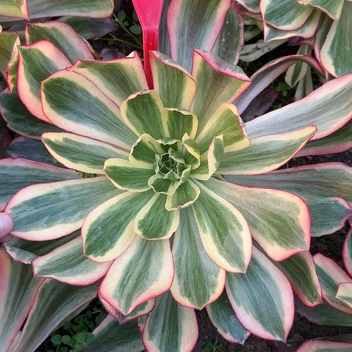 南***?3-1604魅影多肉法师