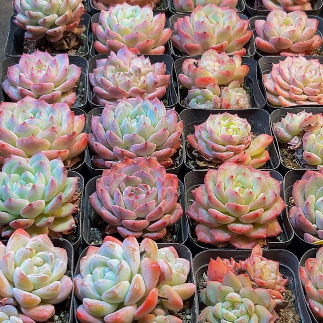 信***司508多肉葡萄的味道是什么