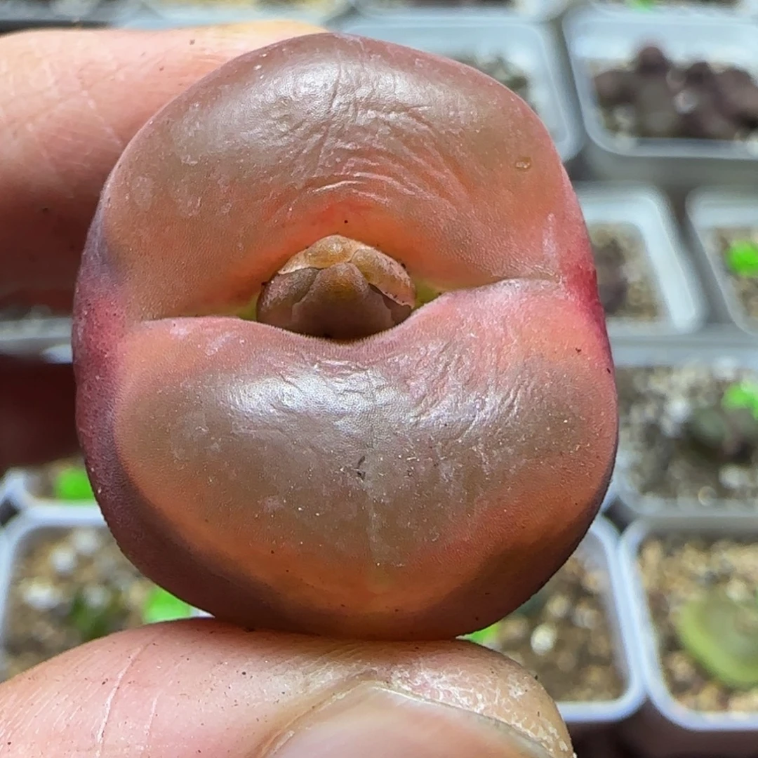 2.8漂亮多肉植物131