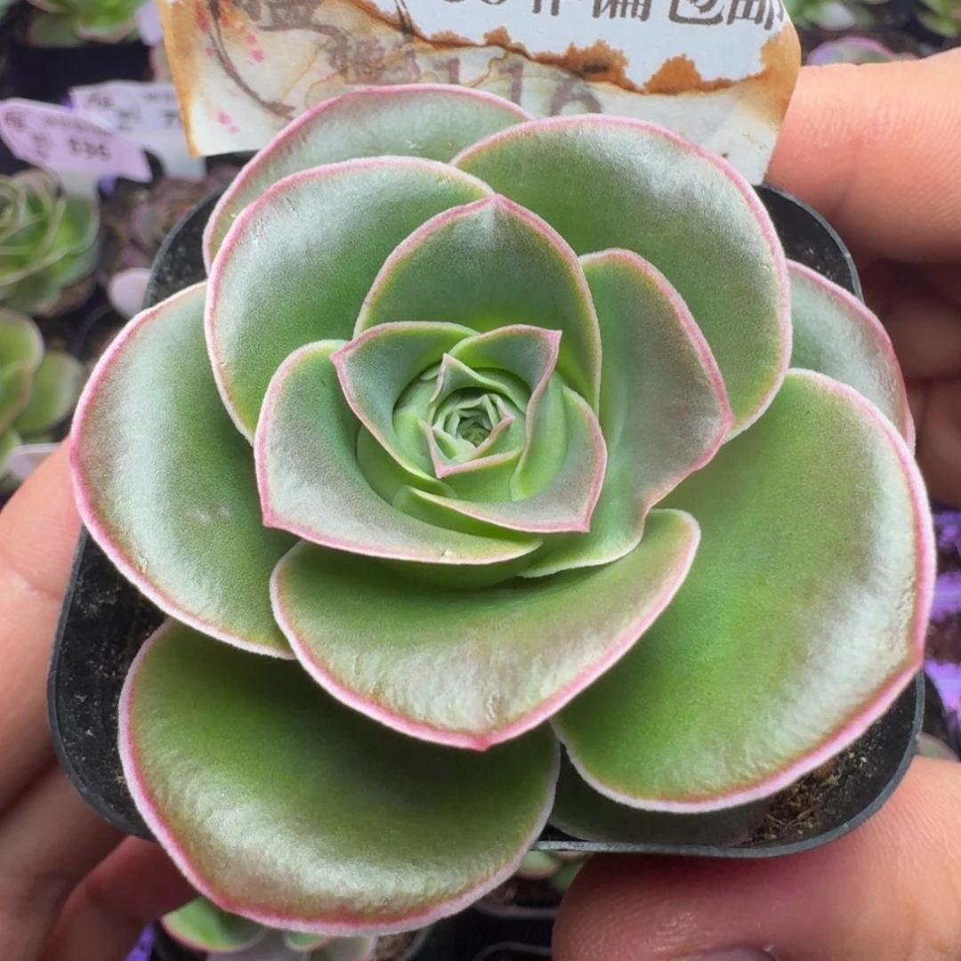 楹楹-116冠幅  6cm